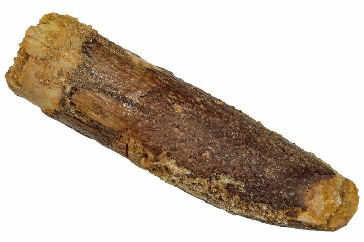 Fossil Sauropod Dinosaur (Titanosaur) Tooth - Morocco #332479